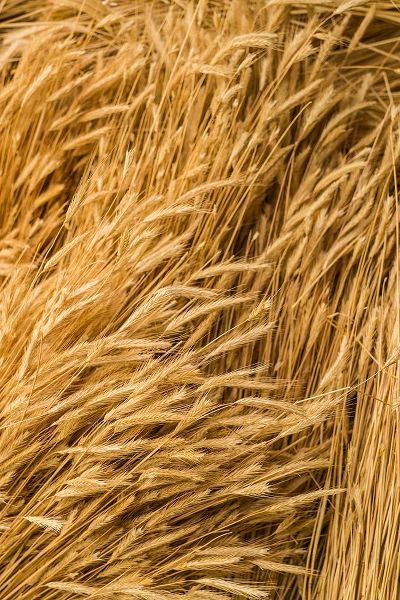Bibikow, Walter 아티스트의 Sweden-Bohuslan-Tanumshede-cut wheat작품입니다.